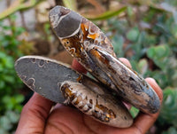 Polished Cleoniceras Ammonite Fossils x 2 From Tulear, Madagascar