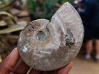 Polished Cleoniceras Ammonite Fossils x 2 From Tulear, Madagascar