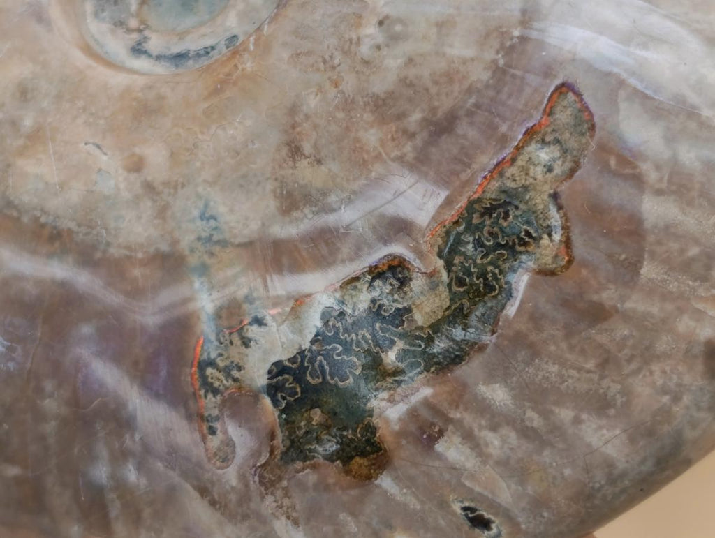 Polished Cleoniceras Ammonite Fossils x 2 From Tulear, Madagascar