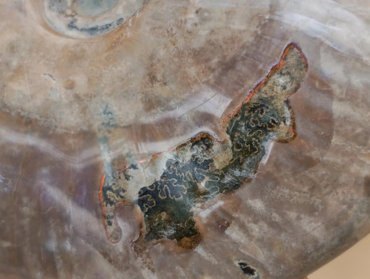 Polished Cleoniceras Ammonite Fossils x 2 From Tulear, Madagascar