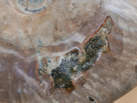 Polished Cleoniceras Ammonite Fossils x 2 From Tulear, Madagascar