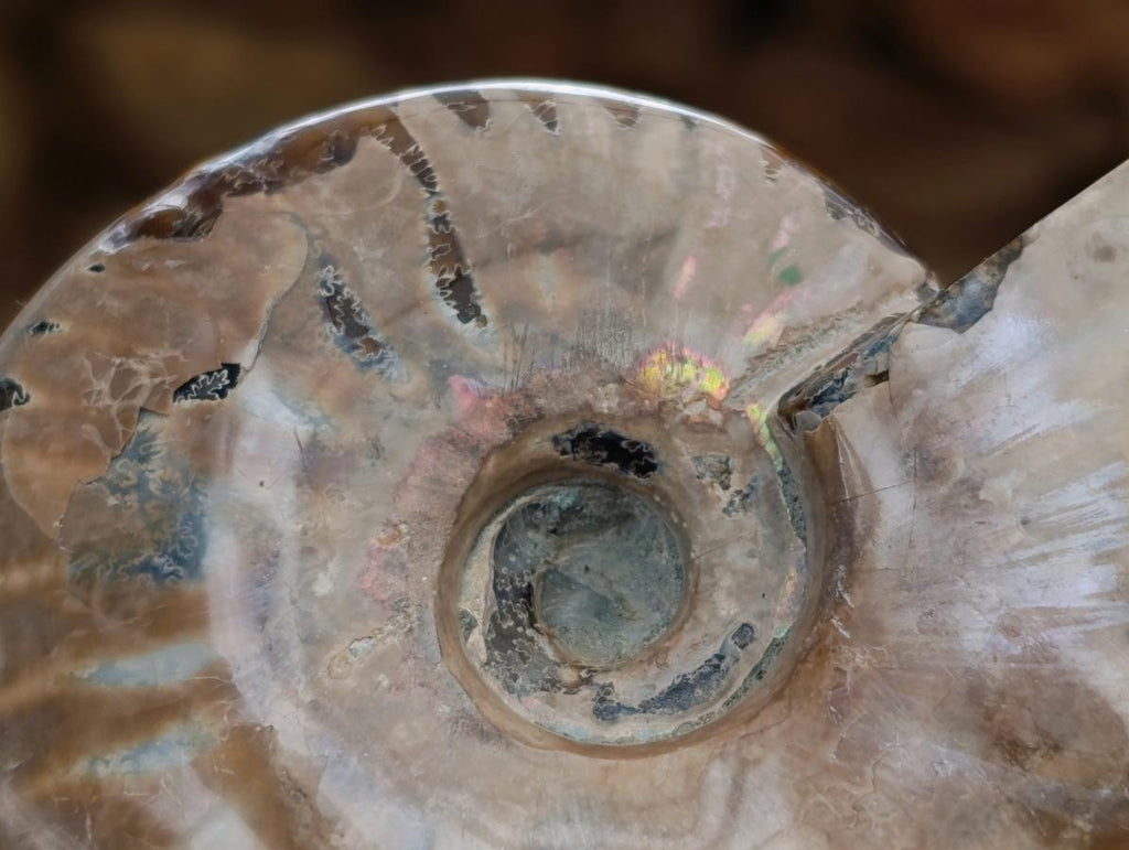 Polished Cleoniceras Ammonite Fossils x 2 From Tulear, Madagascar