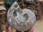Polished Cleoniceras Ammonite Fossils x 2 From Tulear, Madagascar