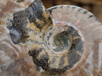 Polished Cleoniceras Ammonite Fossils x 2 From Tulear, Madagascar