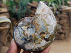 Polished Cleoniceras Ammonite Fossils x 2 From Tulear, Madagascar