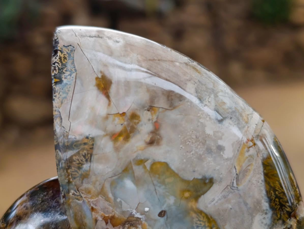 Polished Cleoniceras Ammonite Fossils x 2 From Tulear, Madagascar