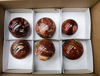Polished Red Podocarpus Petrified Wood Spheres x 6 From Mahajanga, Madagascar