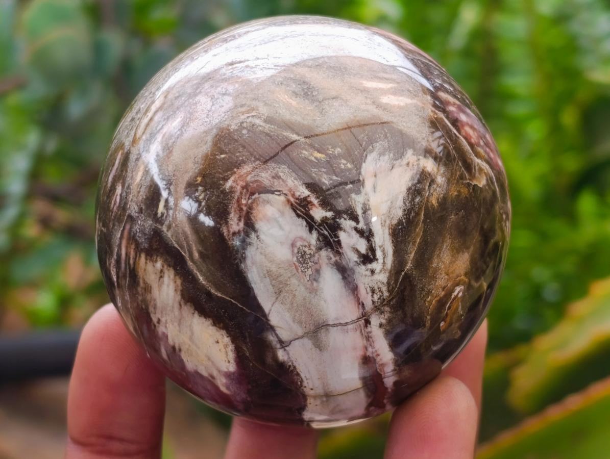 Polished Red Podocarpus Petrified Wood Spheres x 6 From Mahajanga, Madagascar