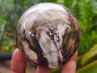 Polished Red Podocarpus Petrified Wood Spheres x 6 From Mahajanga, Madagascar