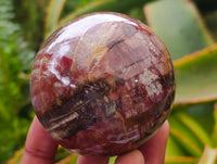 Polished Red Podocarpus Petrified Wood Spheres x 6 From Mahajanga, Madagascar