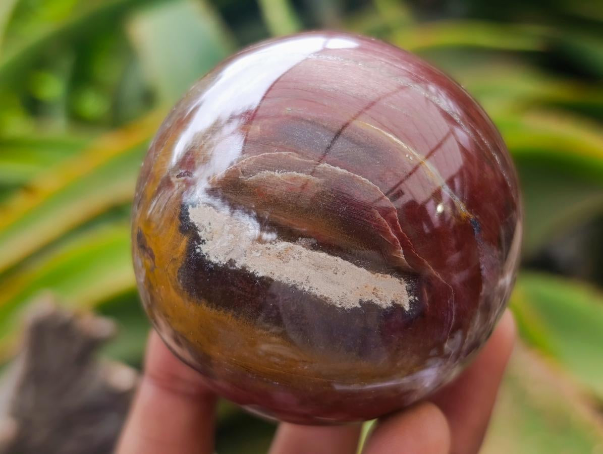 Polished Red Podocarpus Petrified Wood Spheres x 6 From Mahajanga, Madagascar