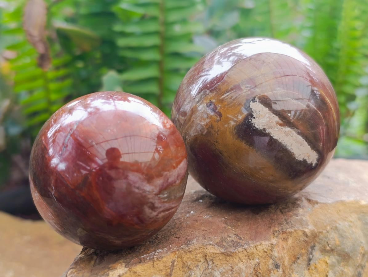 Polished Red Podocarpus Petrified Wood Spheres x 6 From Mahajanga, Madagascar