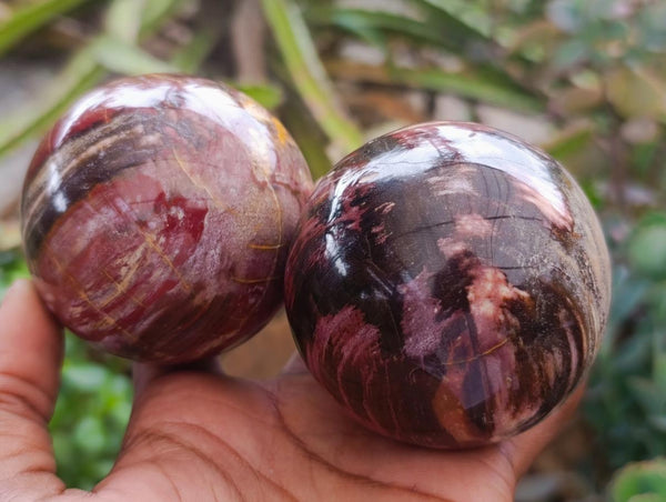 Polished Red Podocarpus Petrified Wood Spheres x 6 From Mahajanga, Madagascar