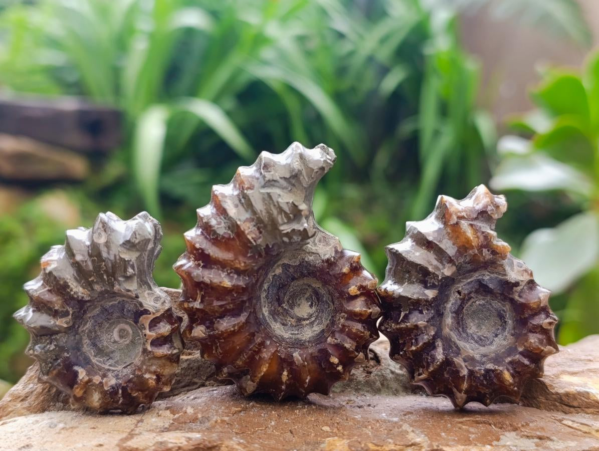 Polished Douvilleiceras Ammonite Fossils x 6 From Maintirano, Madagascar