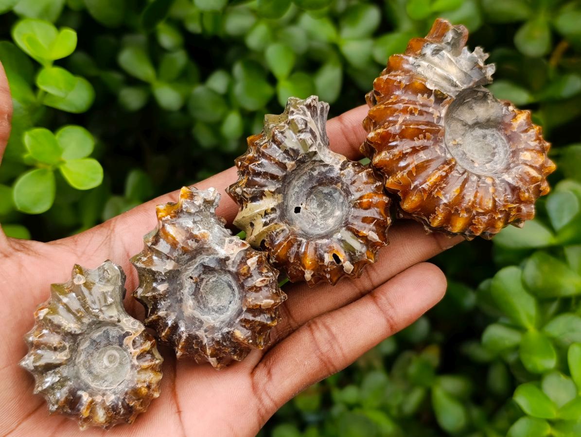 Polished Douvilleiceras Ammonite Fossils x 6 From Maintirano, Madagascar
