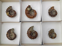 Polished Douvilleiceras Ammonite Fossils x 6 From Maintirano, Madagascar
