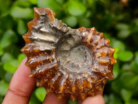 Polished Douvilleiceras Ammonite Fossils x 6 From Maintirano, Madagascar