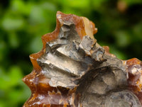 Polished Douvilleiceras Ammonite Fossils x 6 From Maintirano, Madagascar