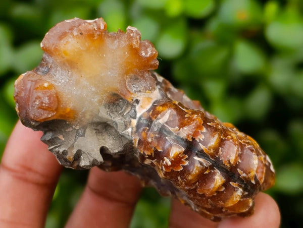 Polished Douvilleiceras Ammonite Fossils x 6 From Maintirano, Madagascar