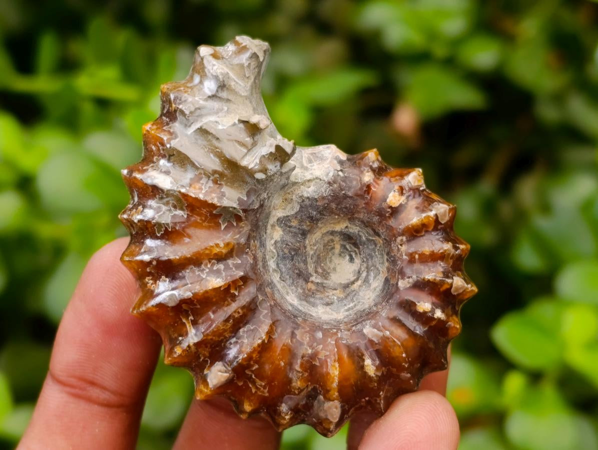 Polished Douvilleiceras Ammonite Fossils x 6 From Maintirano, Madagascar