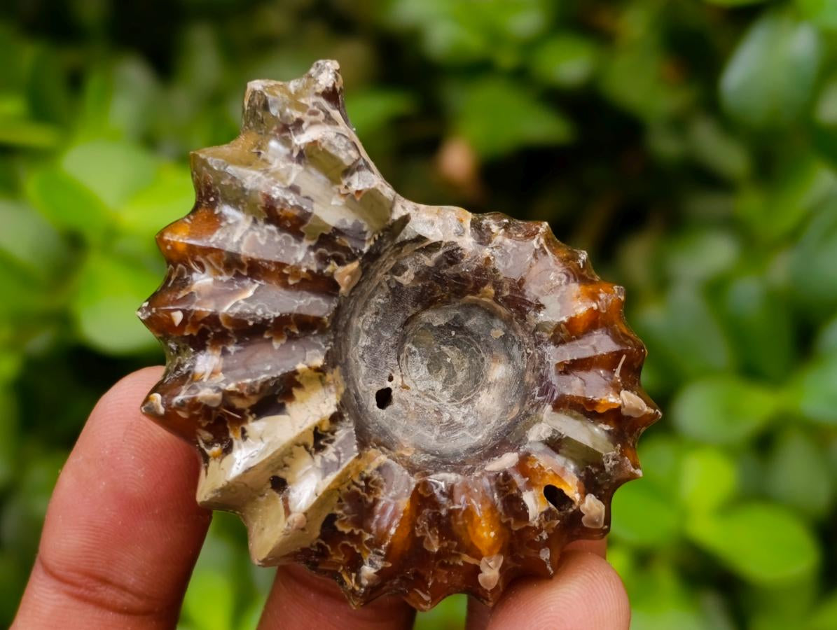 Polished Douvilleiceras Ammonite Fossils x 6 From Maintirano, Madagascar