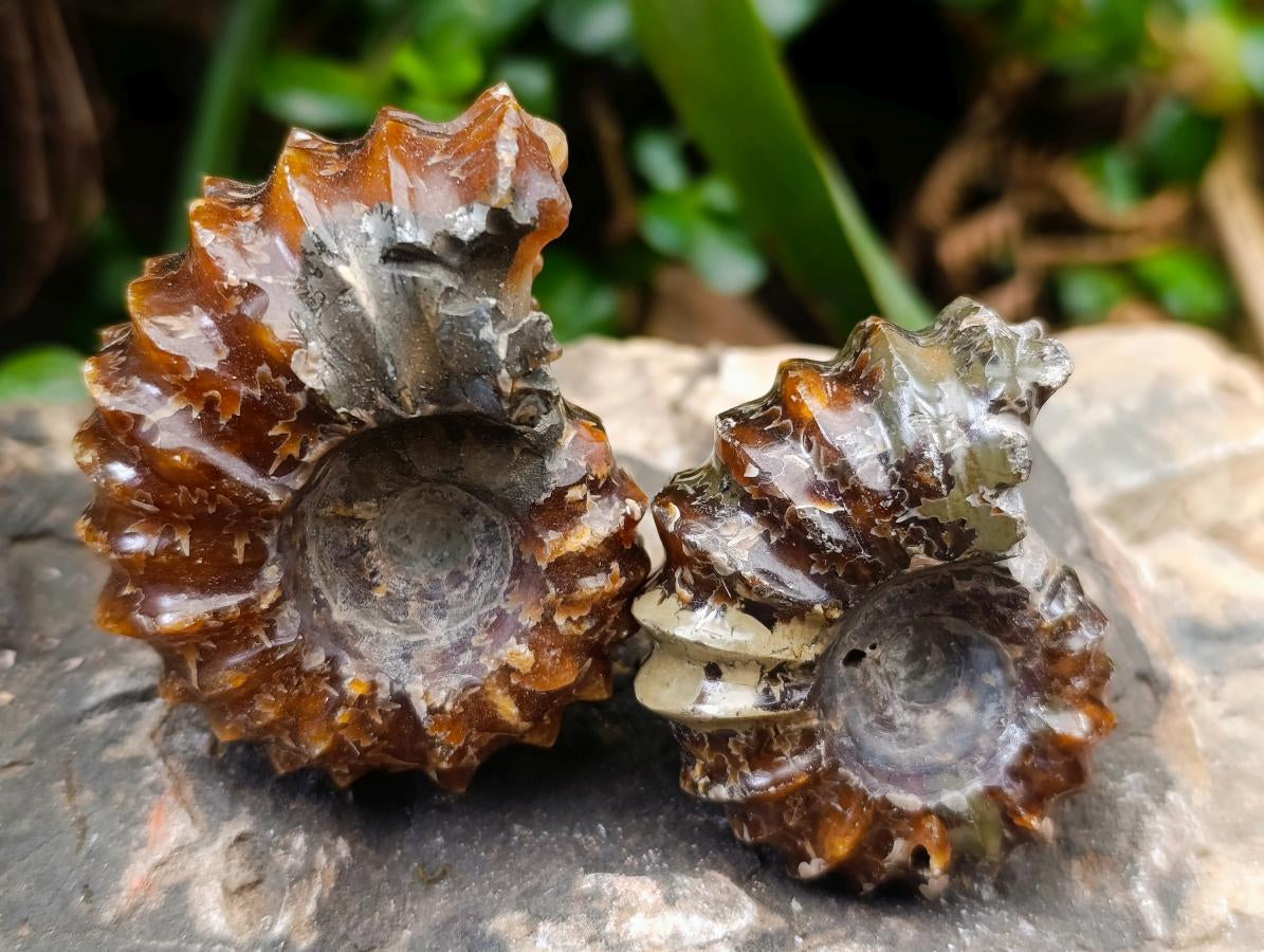 Polished Douvilleiceras Ammonite Fossils x 6 From Maintirano, Madagascar