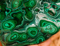 Polished Flower Banded Malachite Free Forms x 3 From Congo