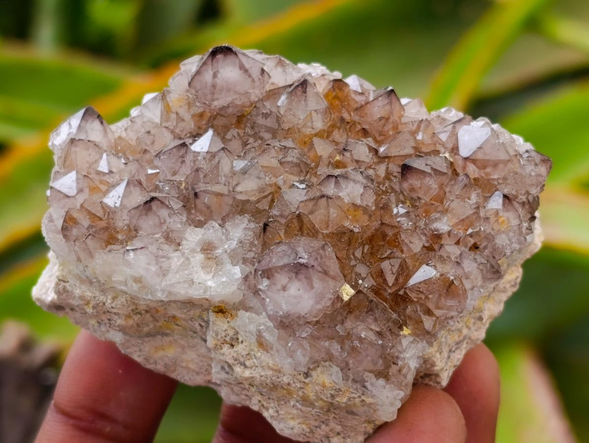 Natural Amethyst Spirit Clusters x 13 From Boekenhouthoek, South Africa