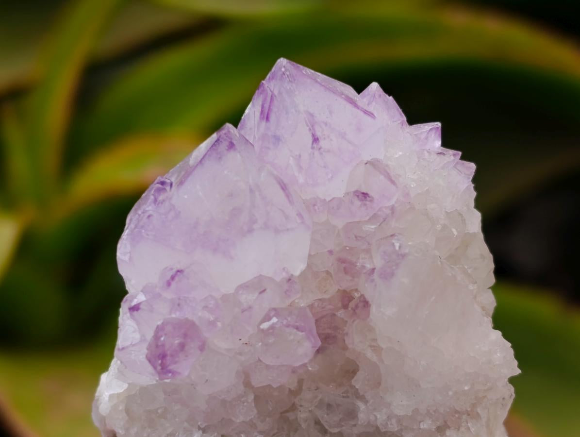 Natural Amethyst Spirit Clusters x 13 From Boekenhouthoek, South Africa