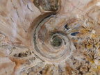 Polished Cleoniceras Ammonite Fossils x 2 From Tulear, Madagascar - Toprock Gemstones and Minerals 
