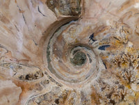 Polished Cleoniceras Ammonite Fossils x 2 From Tulear, Madagascar