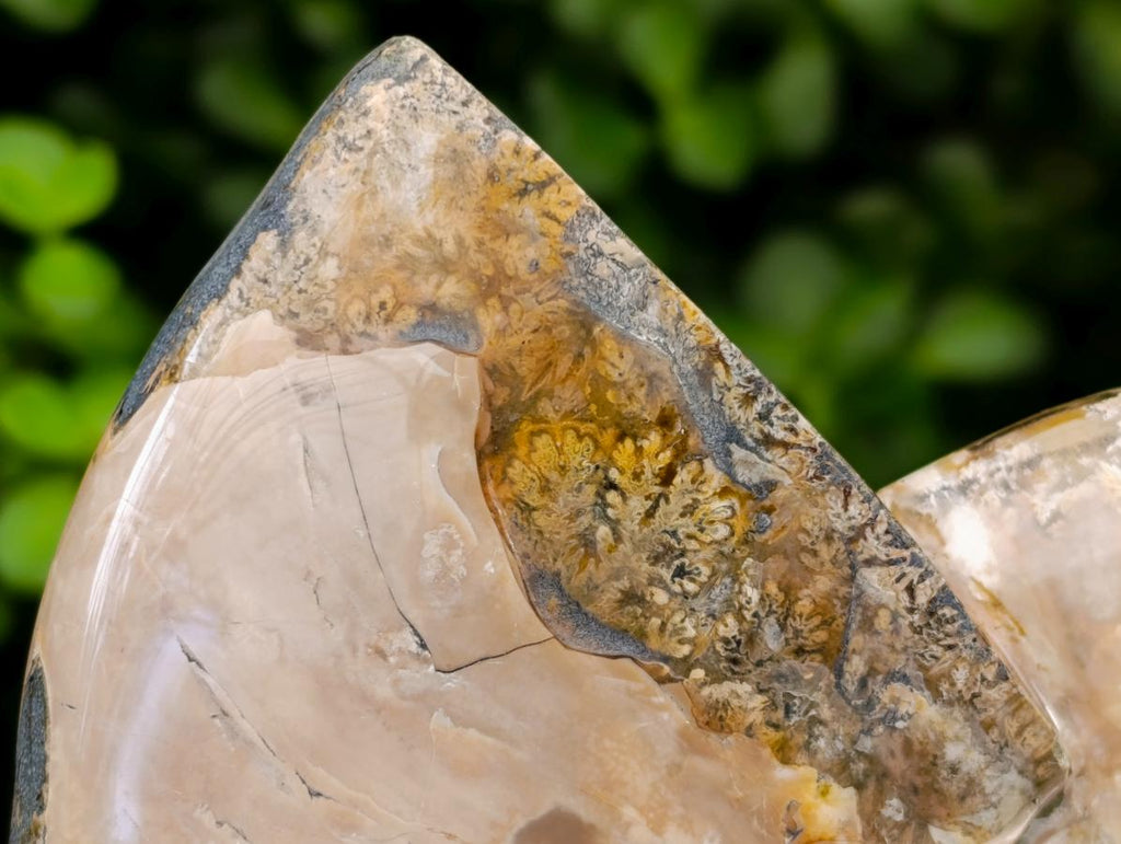 Polished Cleoniceras Ammonite Fossils x 2 From Tulear, Madagascar - Toprock Gemstones and Minerals 