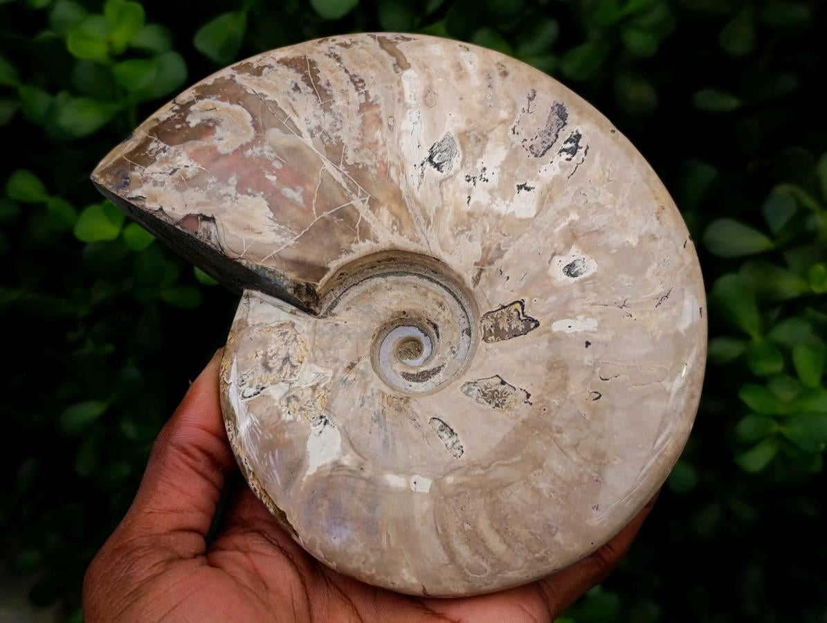 Polished Cleoniceras Ammonite Fossils x 2 From Tulear, Madagascar - Toprock Gemstones and Minerals 