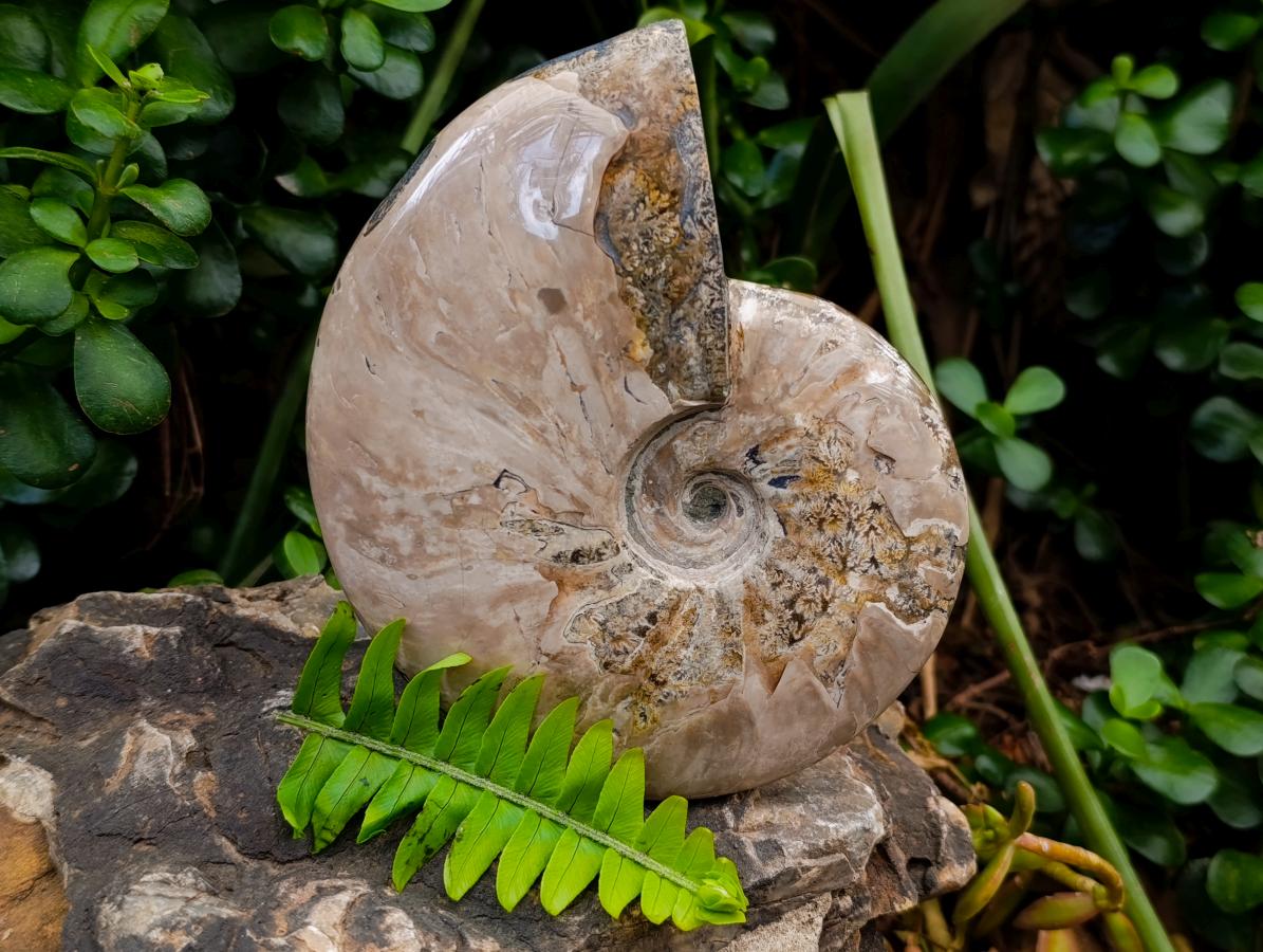 Polished Cleoniceras Ammonite Fossils x 2 From Tulear, Madagascar