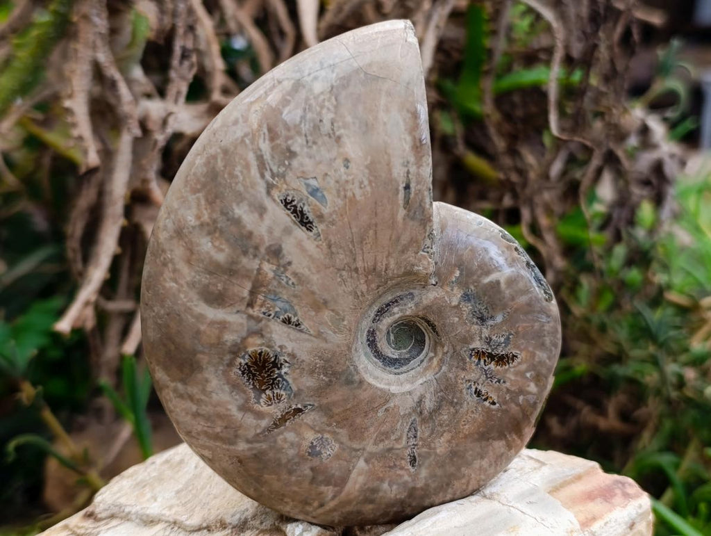Polished Cleoniceras Ammonite Fossils x 2 From Tulear, Madagascar - Toprock Gemstones and Minerals 