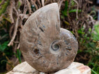 Polished Cleoniceras Ammonite Fossils x 2 From Tulear, Madagascar - Toprock Gemstones and Minerals 