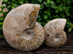 Polished Cleoniceras Ammonite Fossils x 2 From Tulear, Madagascar - Toprock Gemstones and Minerals 
