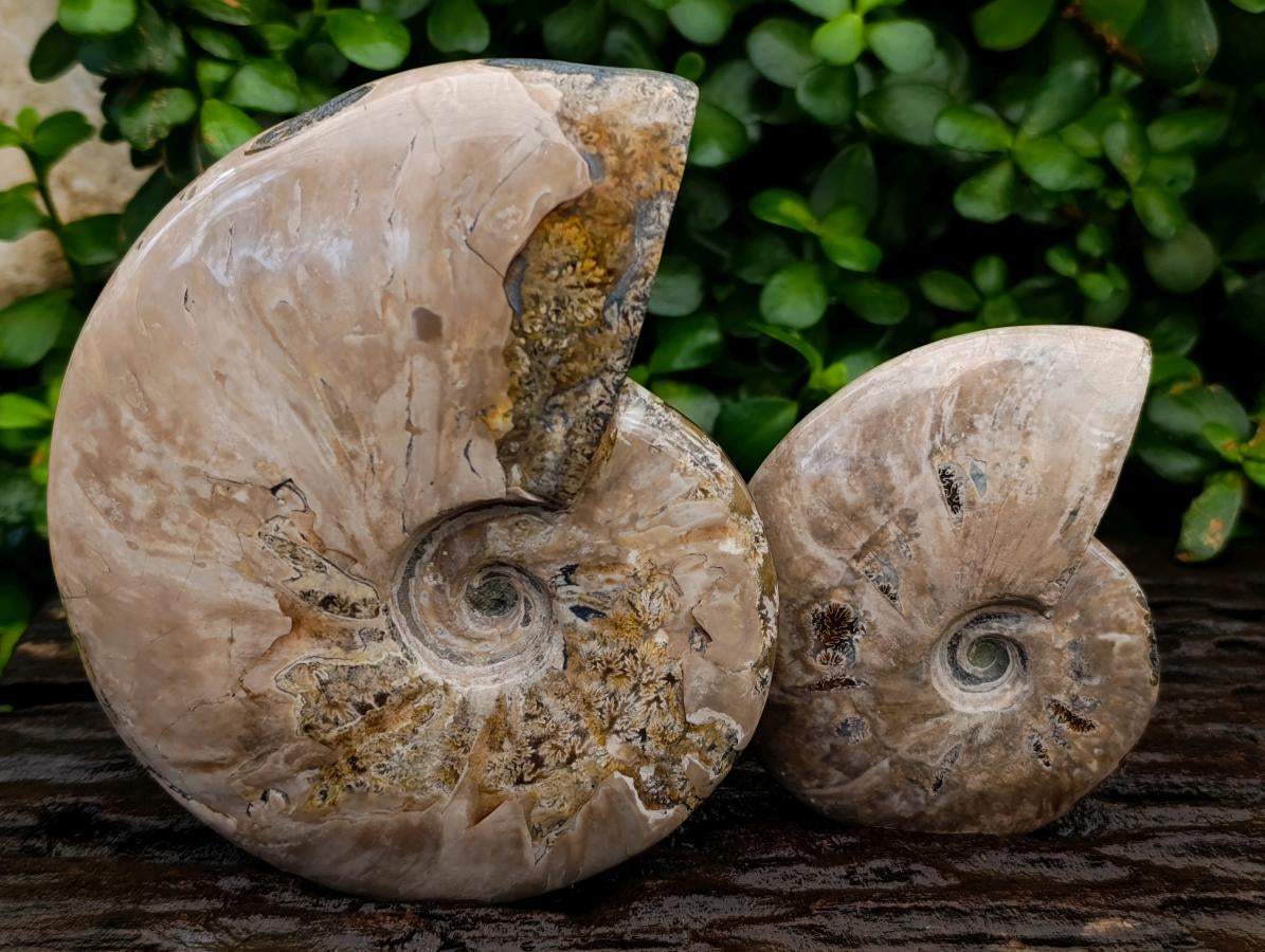 Polished Cleoniceras Ammonite Fossils x 2 From Tulear, Madagascar - Toprock Gemstones and Minerals 
