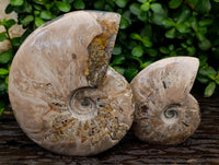 Polished Cleoniceras Ammonite Fossils x 2 From Tulear, Madagascar