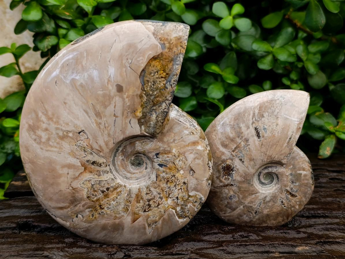 Polished Cleoniceras Ammonite Fossils x 2 From Tulear, Madagascar - Toprock Gemstones and Minerals 