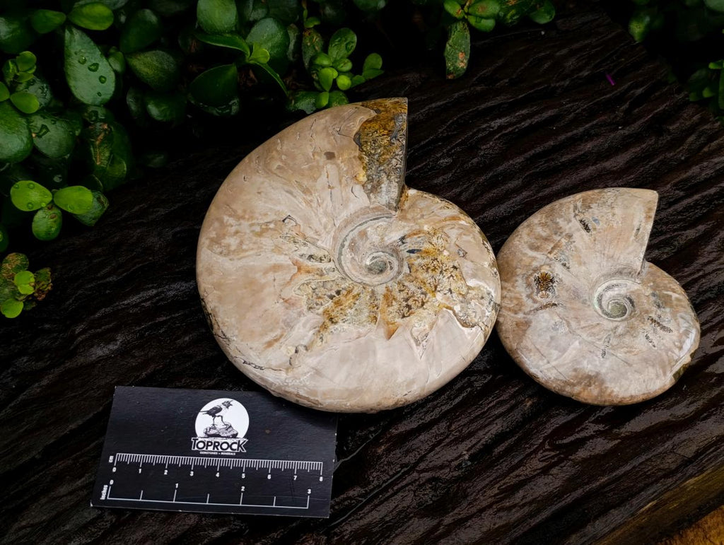 Polished Cleoniceras Ammonite Fossils x 2 From Tulear, Madagascar - Toprock Gemstones and Minerals 