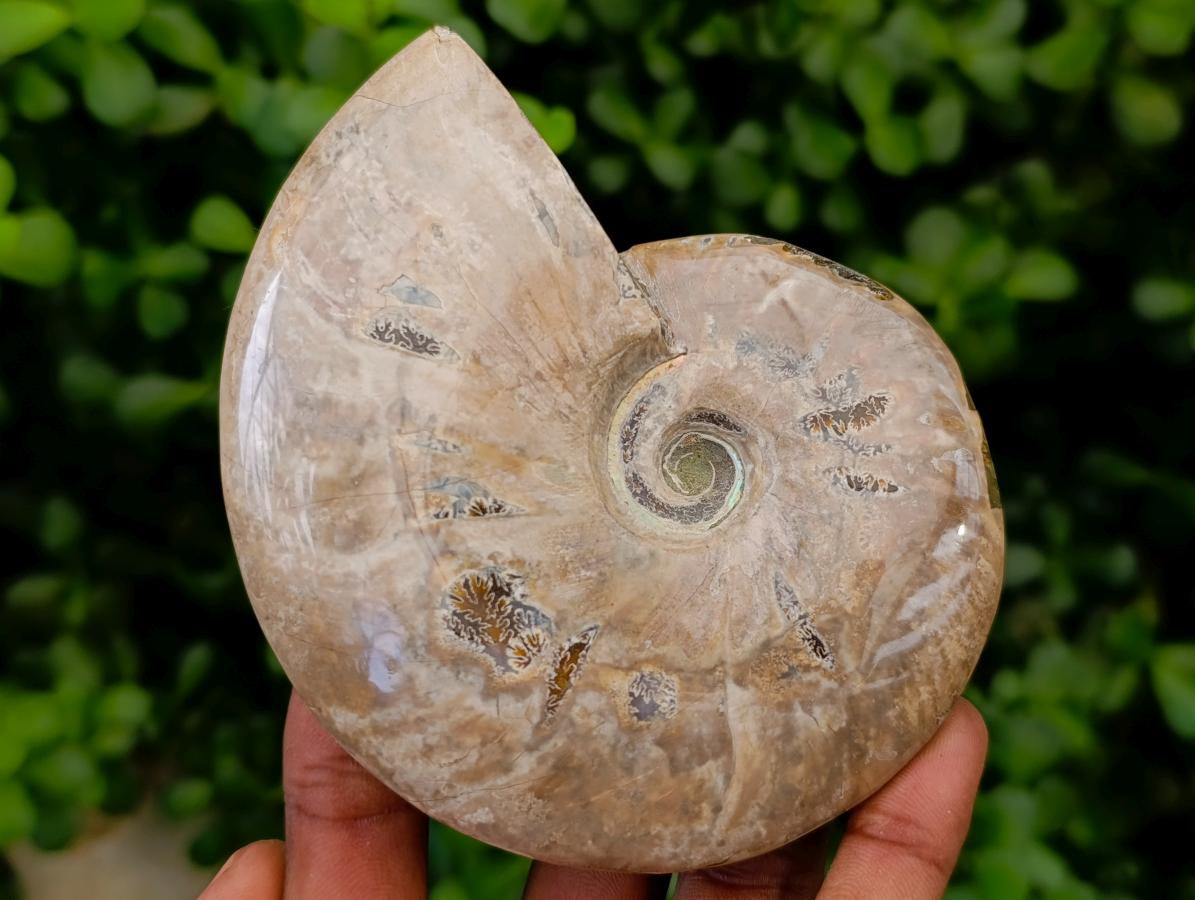 Polished Cleoniceras Ammonite Fossils x 2 From Tulear, Madagascar