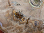 Polished Cleoniceras Ammonite Fossils x 2 From Tulear, Madagascar - Toprock Gemstones and Minerals 