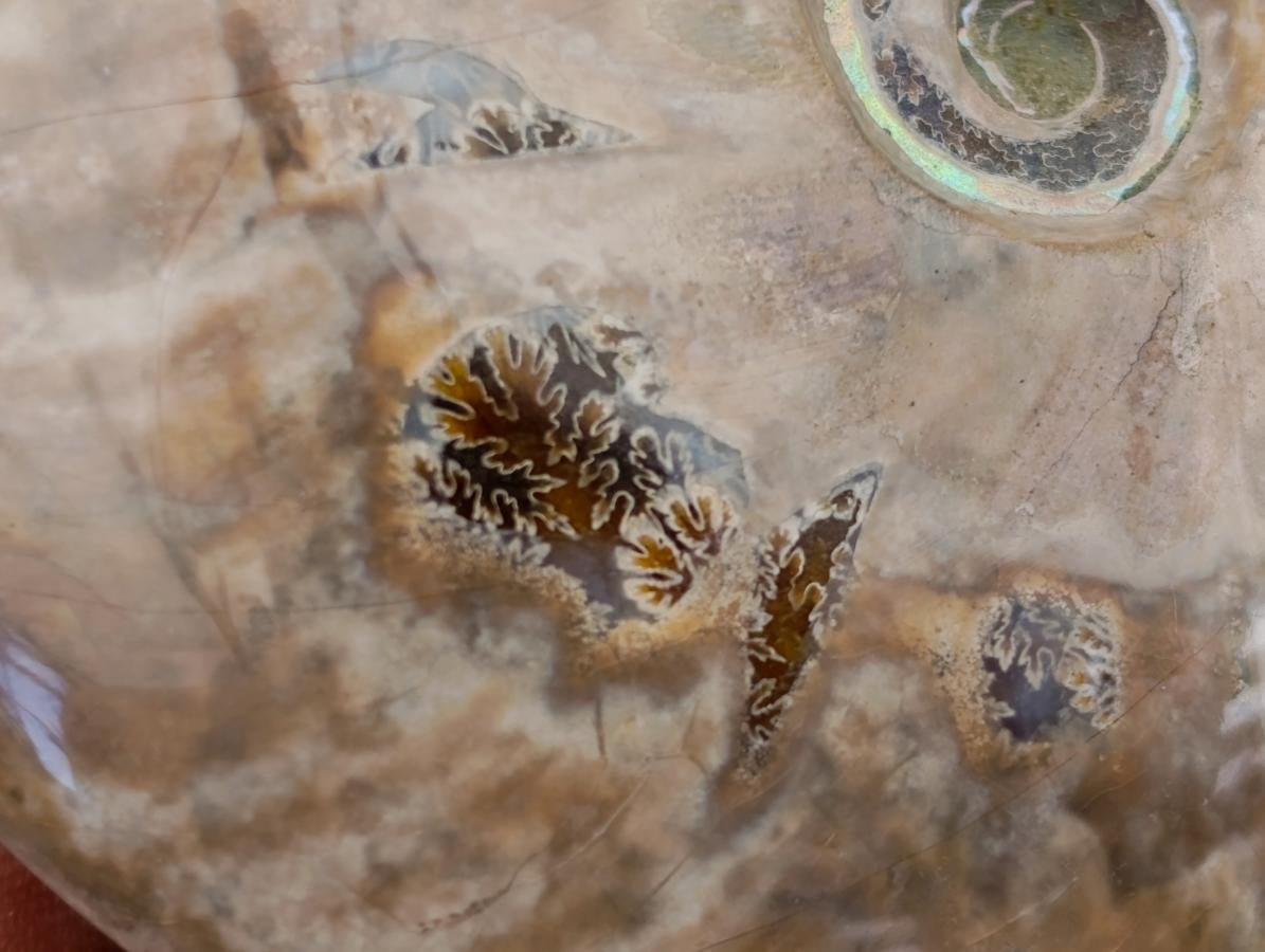 Polished Cleoniceras Ammonite Fossils x 2 From Tulear, Madagascar - Toprock Gemstones and Minerals 