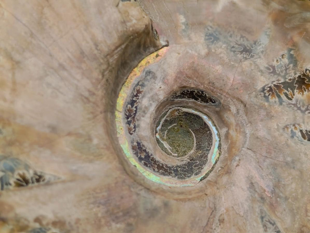 Polished Cleoniceras Ammonite Fossils x 2 From Tulear, Madagascar - Toprock Gemstones and Minerals 