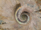 Polished Cleoniceras Ammonite Fossils x 2 From Tulear, Madagascar - Toprock Gemstones and Minerals 