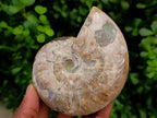Polished Cleoniceras Ammonite Fossils x 2 From Tulear, Madagascar - Toprock Gemstones and Minerals 