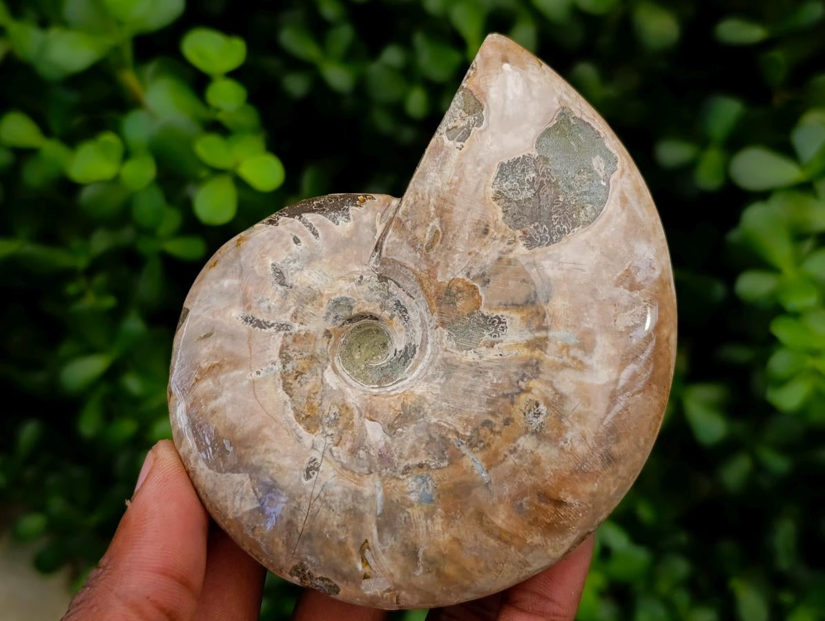 Polished Cleoniceras Ammonite Fossils x 2 From Tulear, Madagascar - Toprock Gemstones and Minerals 