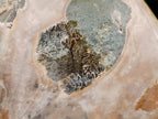 Polished Cleoniceras Ammonite Fossils x 2 From Tulear, Madagascar - Toprock Gemstones and Minerals 