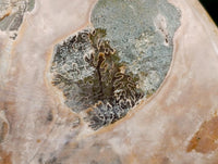 Polished Cleoniceras Ammonite Fossils x 2 From Tulear, Madagascar